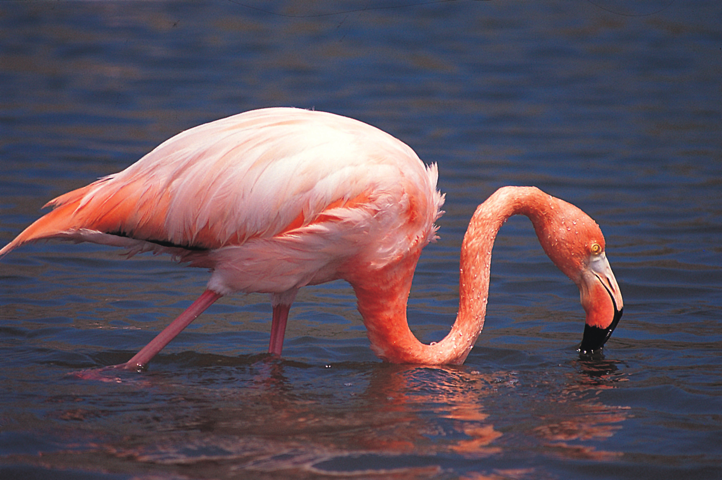 Flamingo - Natural Wonders of Ecuador 