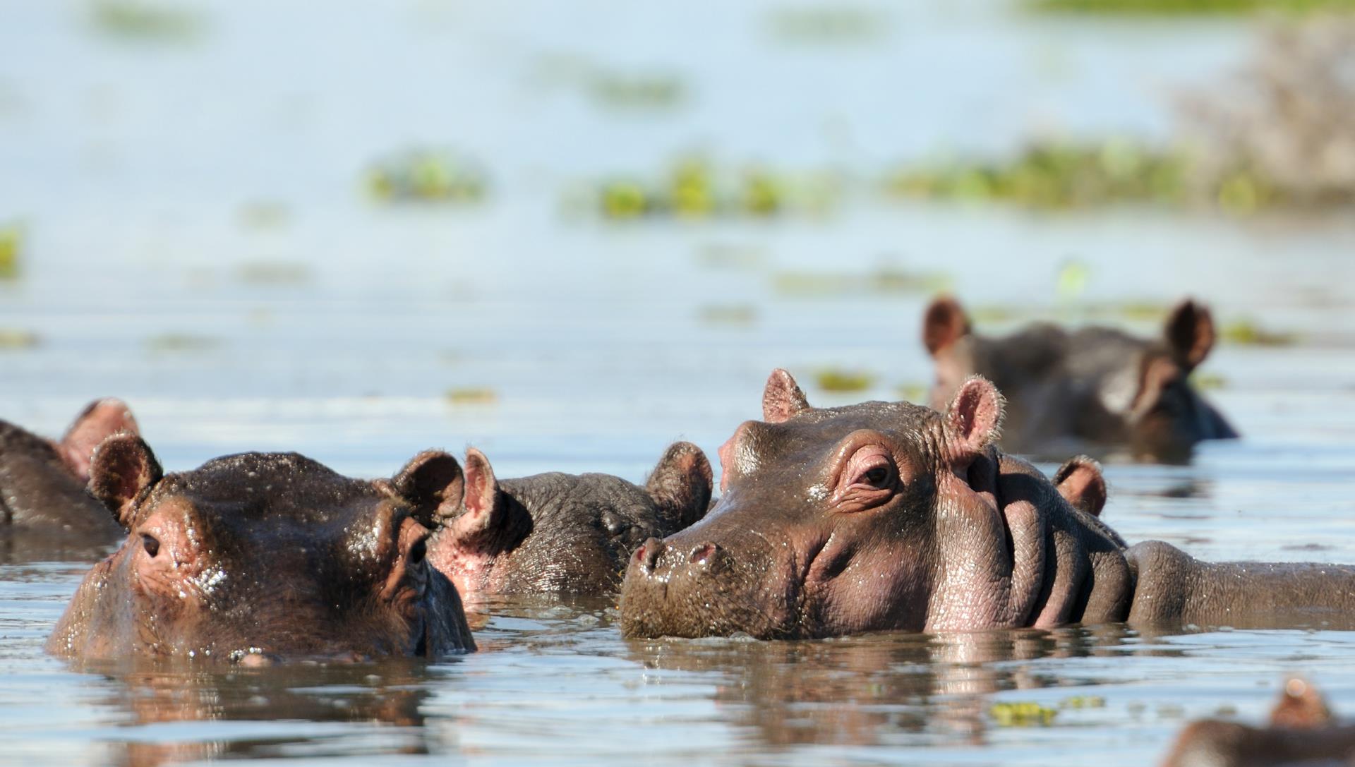 Hippos watching - Highlights of East Africa