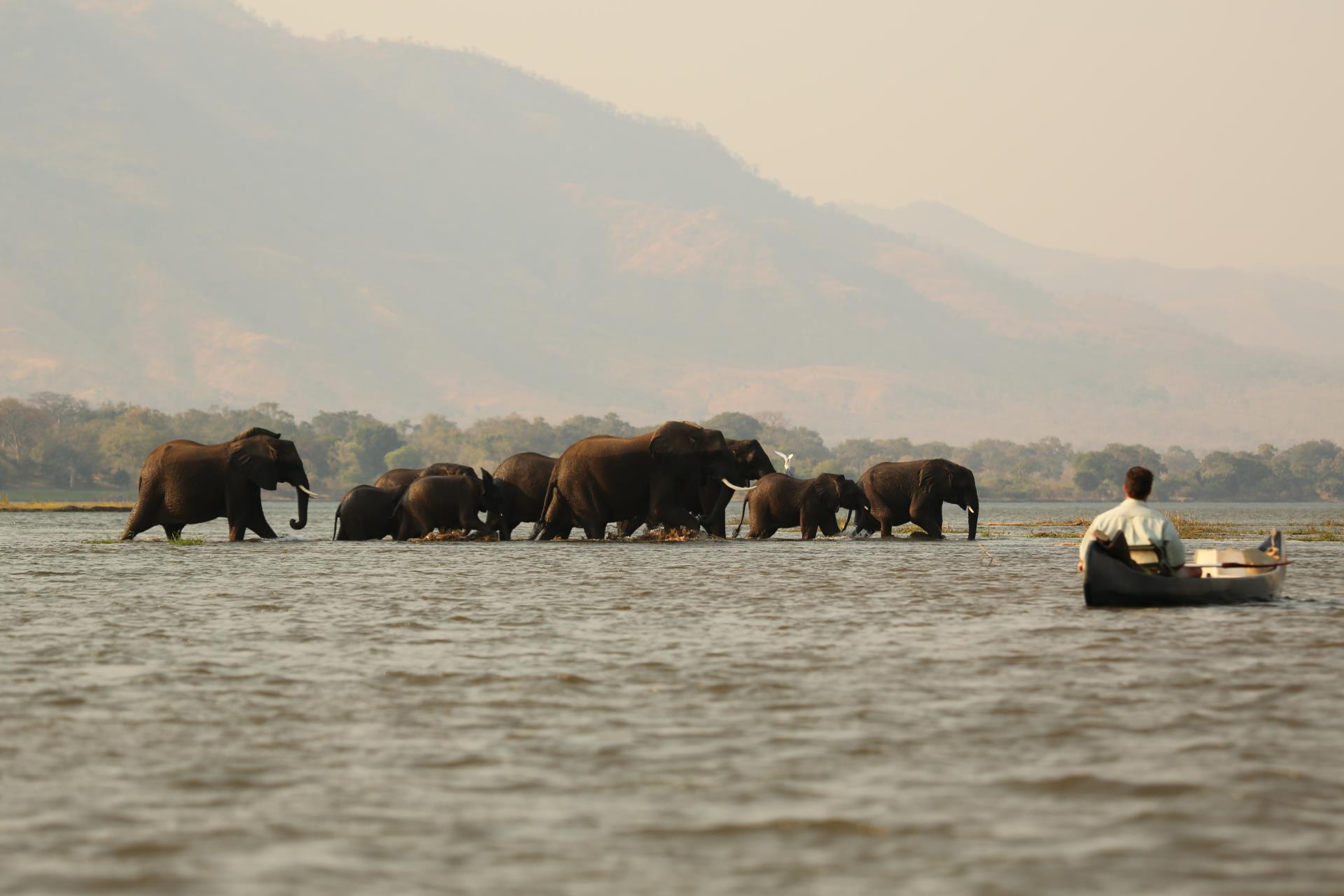 Watch elephants crossing the Zambezi - Ruwesi Canoe Trail