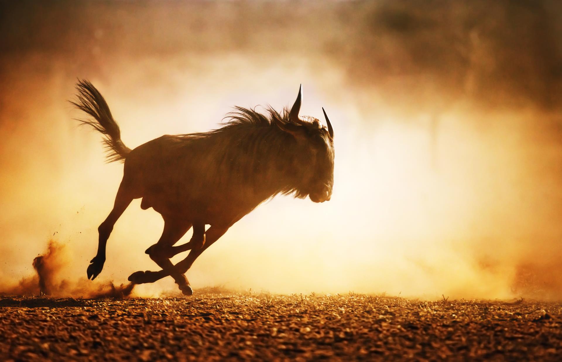 Wildebeest in the Serengeti  - Primates, Predators and Paradise