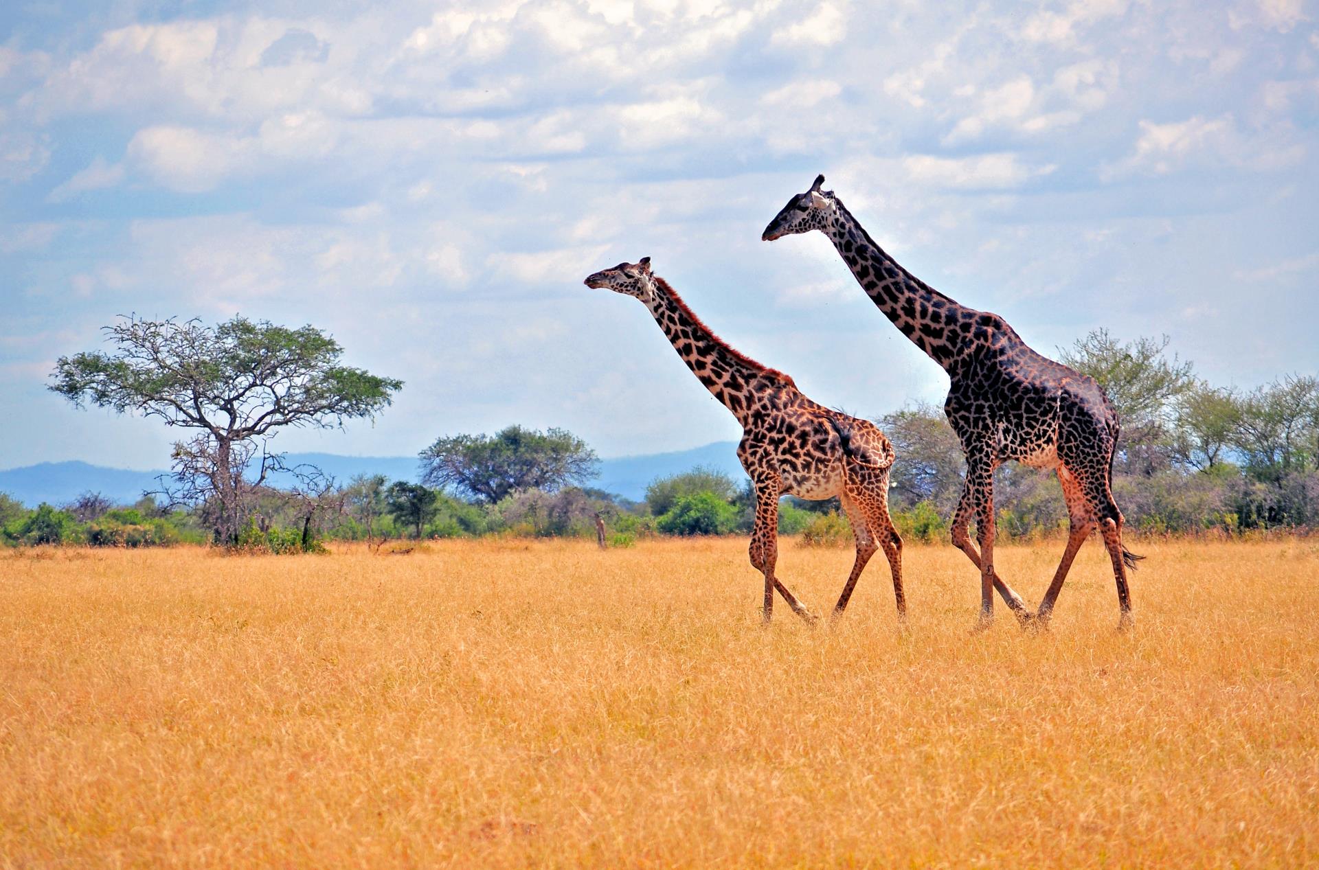 Serengeti savannahs  - Primates, Predators and Paradise