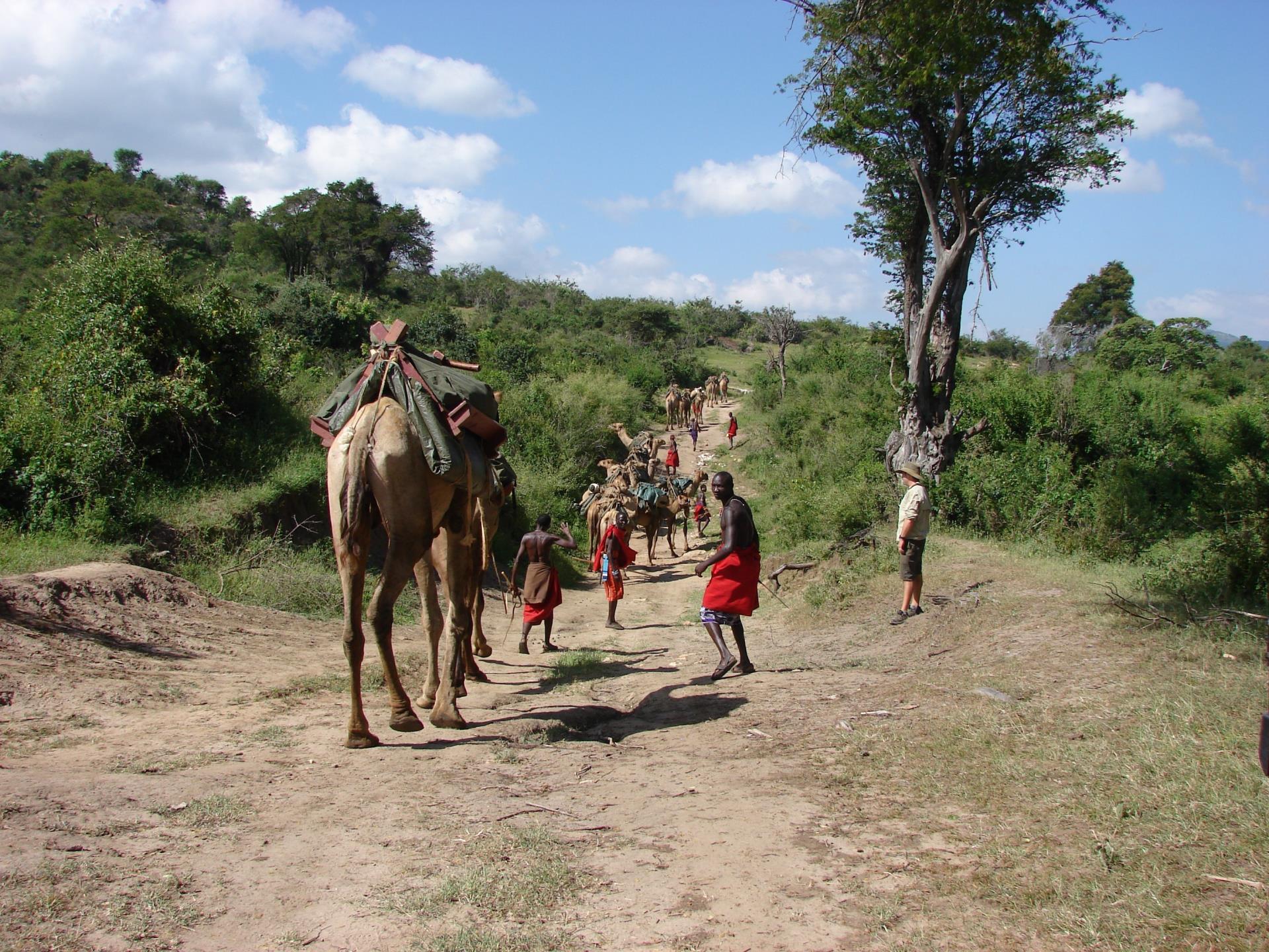 Camel train transporting camp - Karisia Walking Safaris