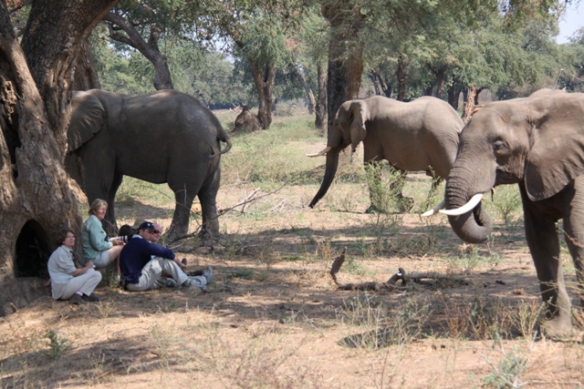 Close encounter with elephants - Vundu Camp