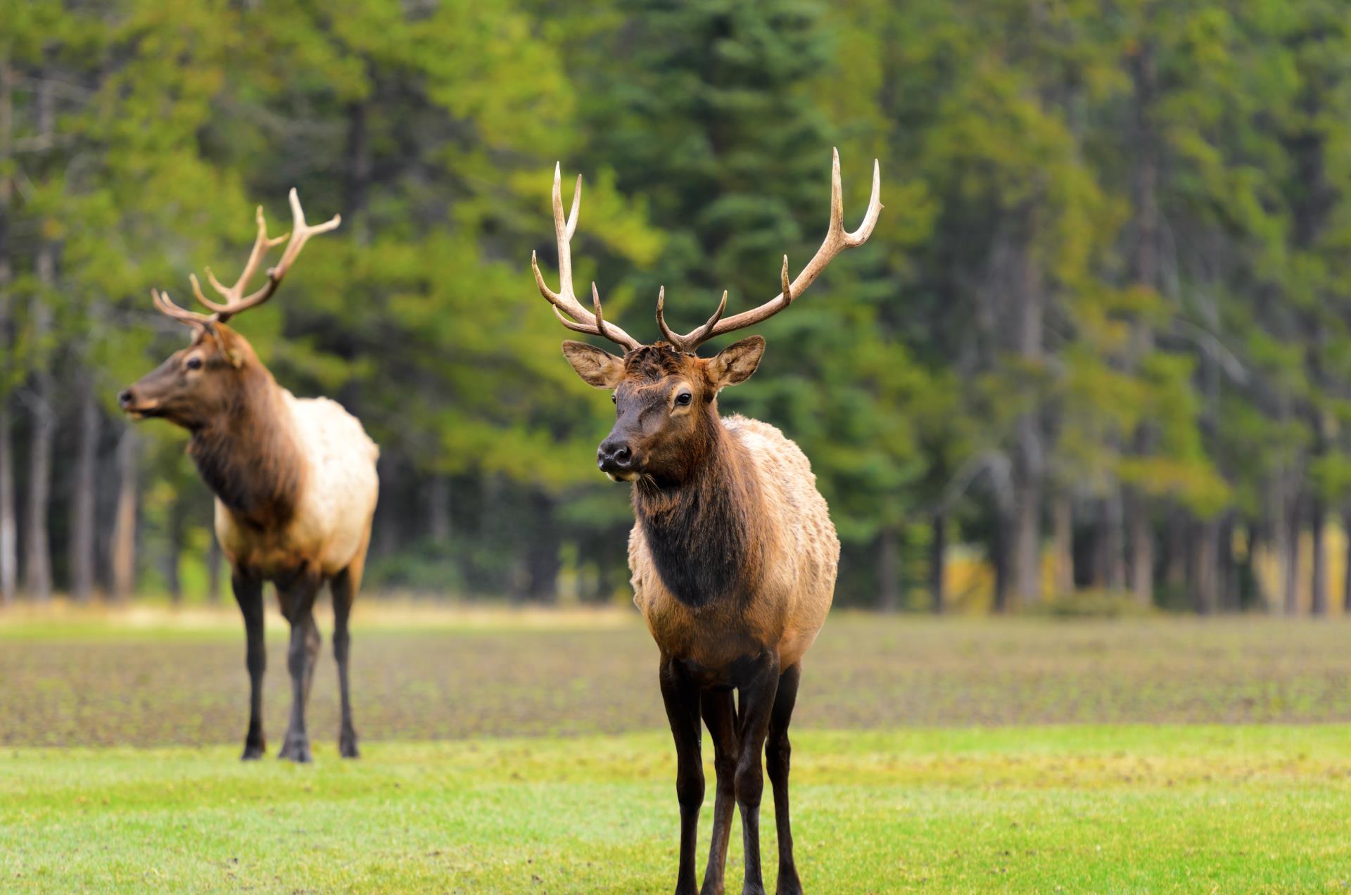 Elk - Pacific Coast & Canada by Rocky Mountaineer