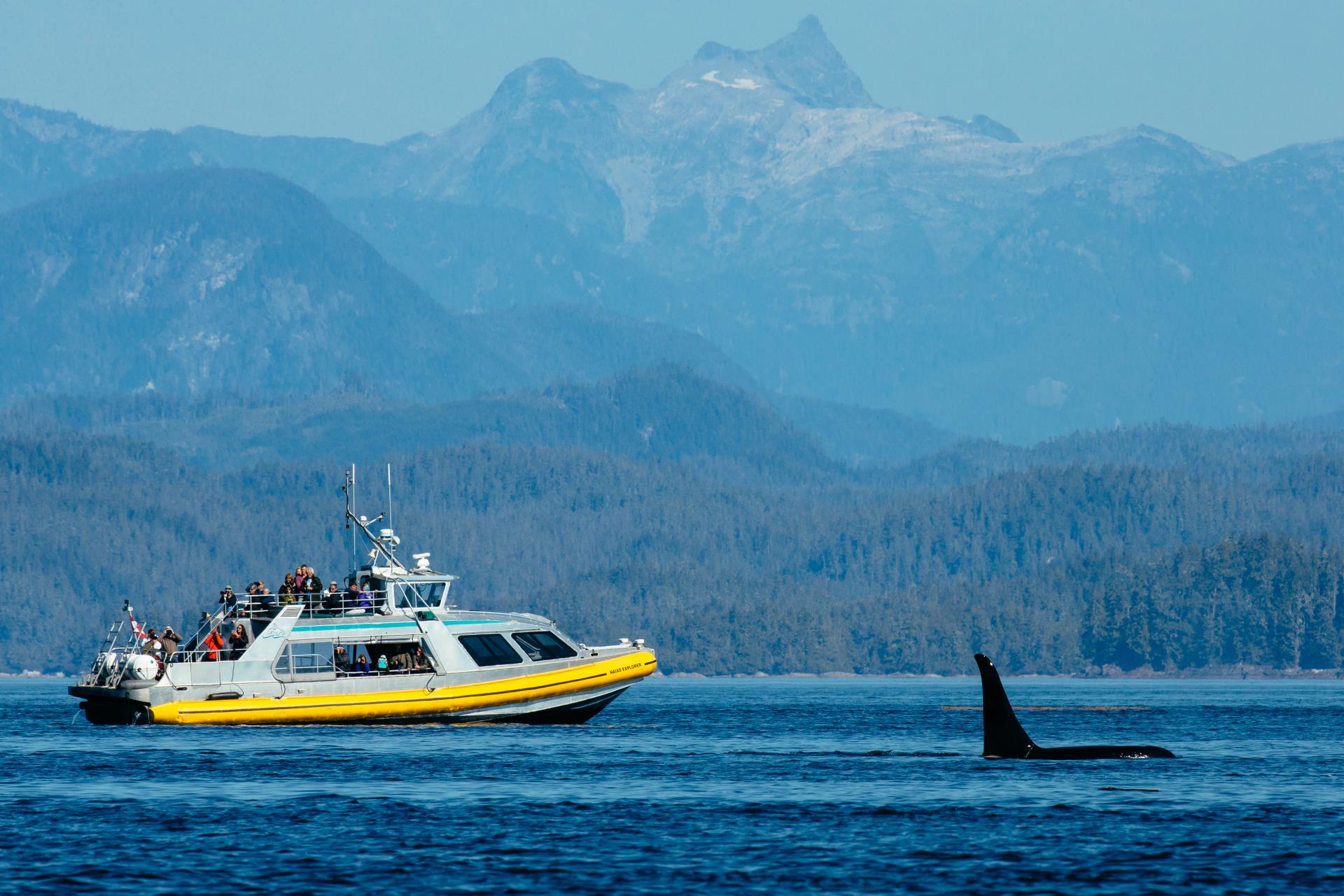 Whale watching at Nimmo - West Coast Canada In Style