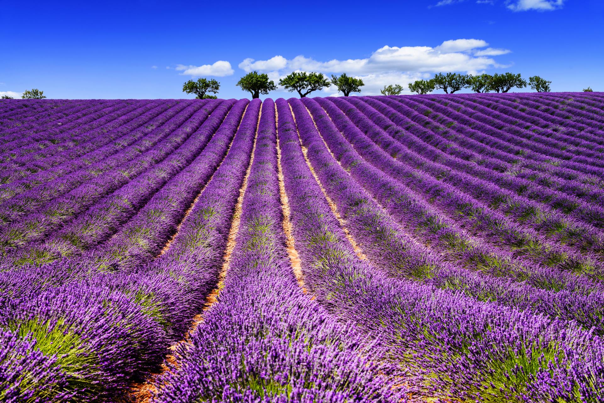 Lavender field - A Family Adventure