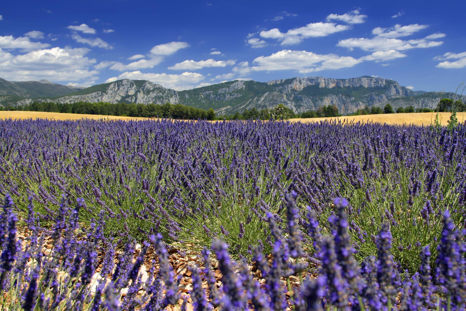 Provence - A Family Adventure