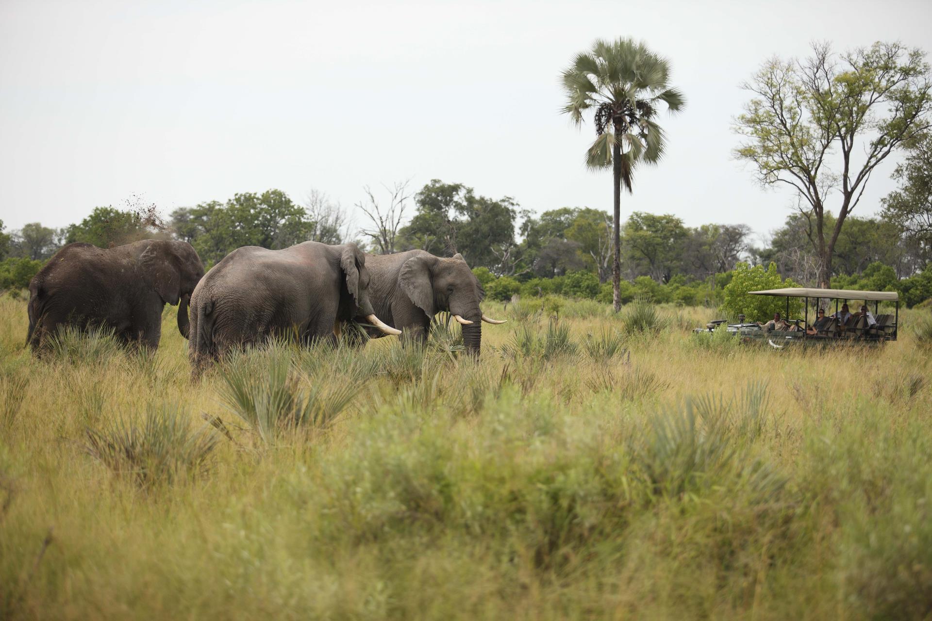 Elephants - Nxabega Okavango Safari Camp