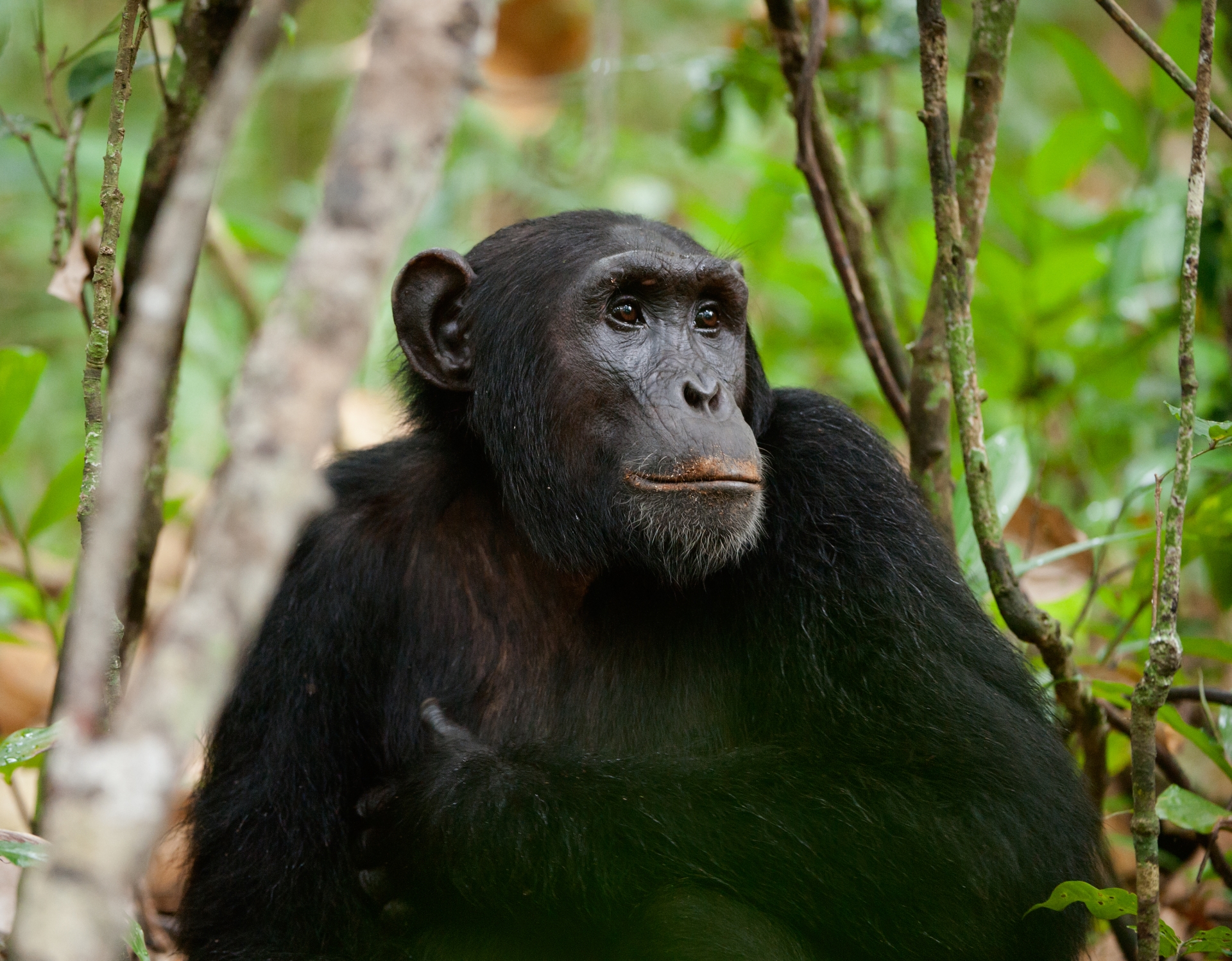 Chimpanzee  - The Wonders of Western Uganda