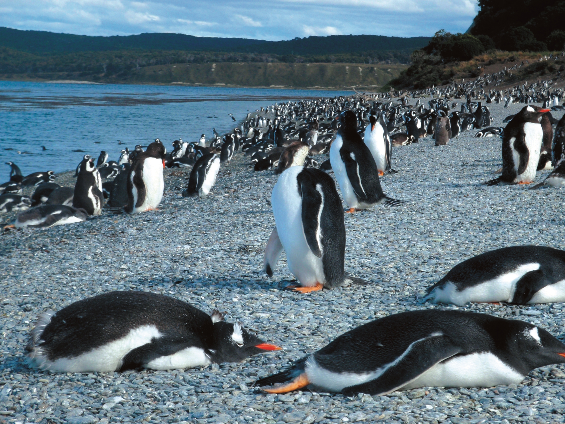 Penguins - Arakur Ushuaia