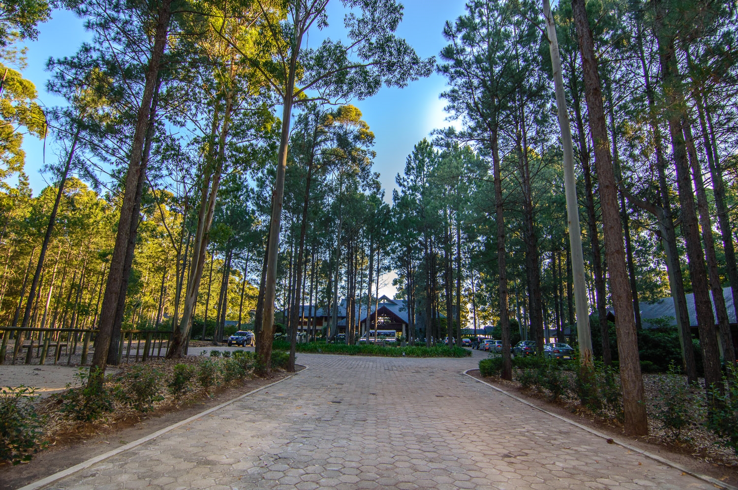 Pine forest - Carmelo Resort & Spa, A Hyatt Hotel