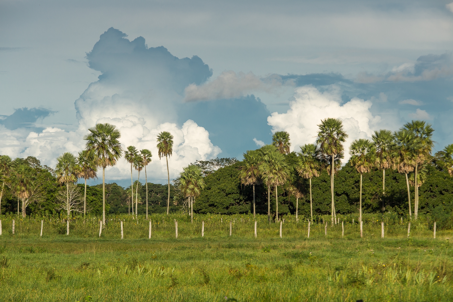 Pantanal - Caiman Ecological Refuge