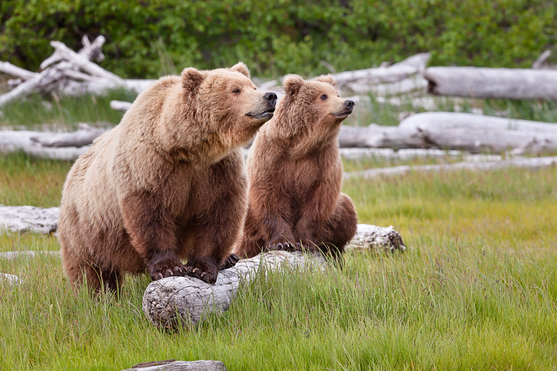 Bear viewing - Tutka Bay Lodge