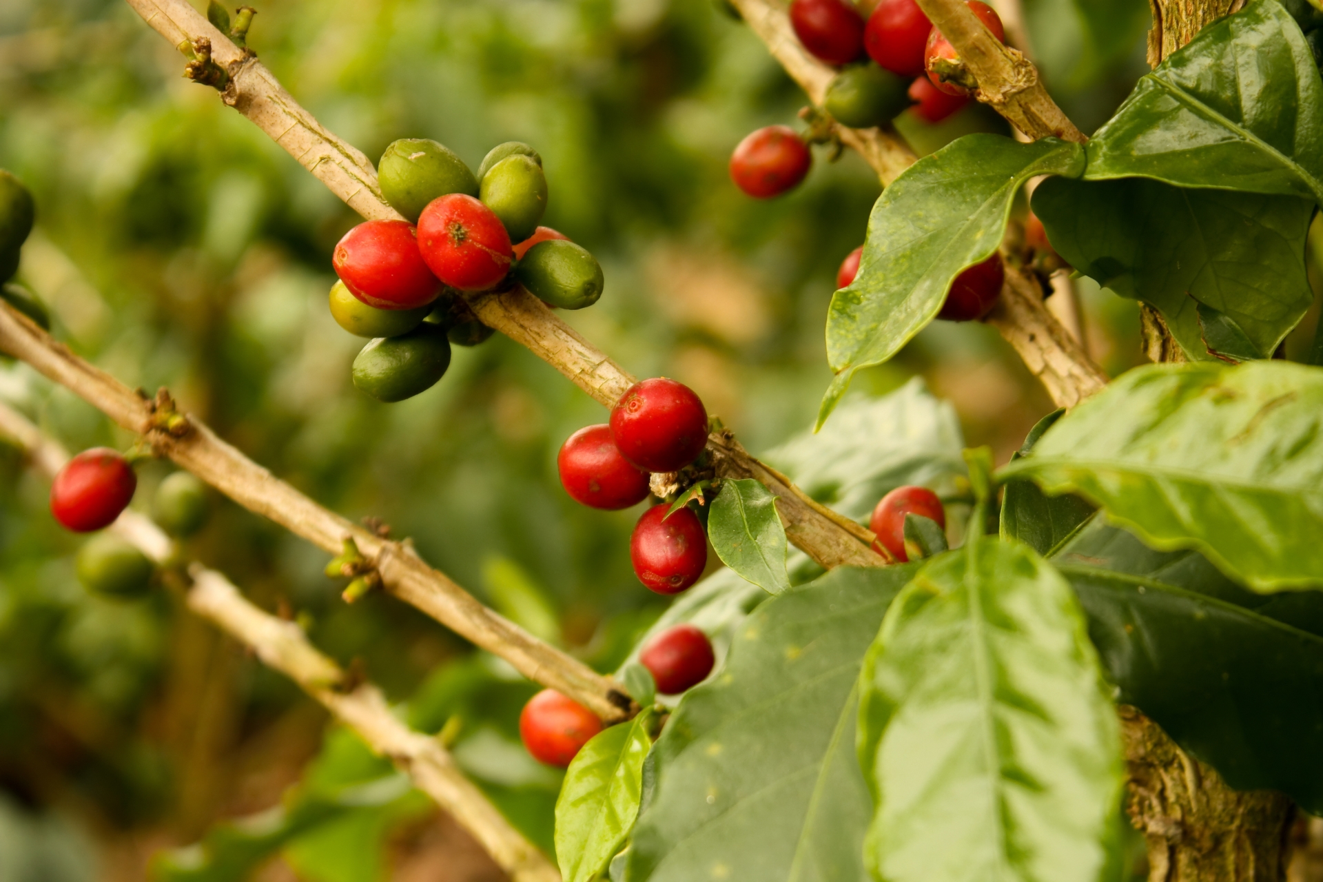 Coffee plantations - Hacienda Bambusa