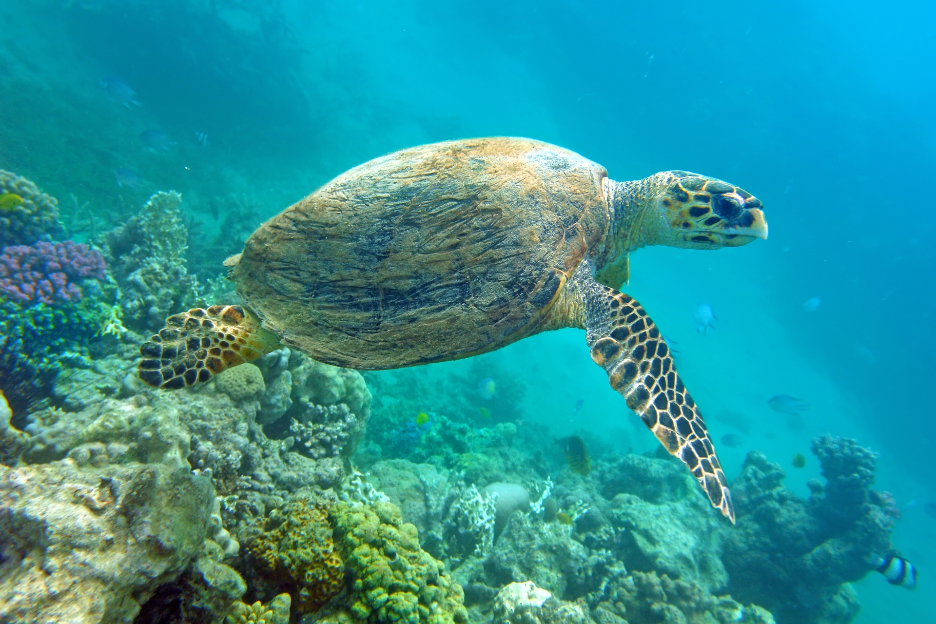 Sea turtle - Hawaii Island Hopping Adventure for teens
