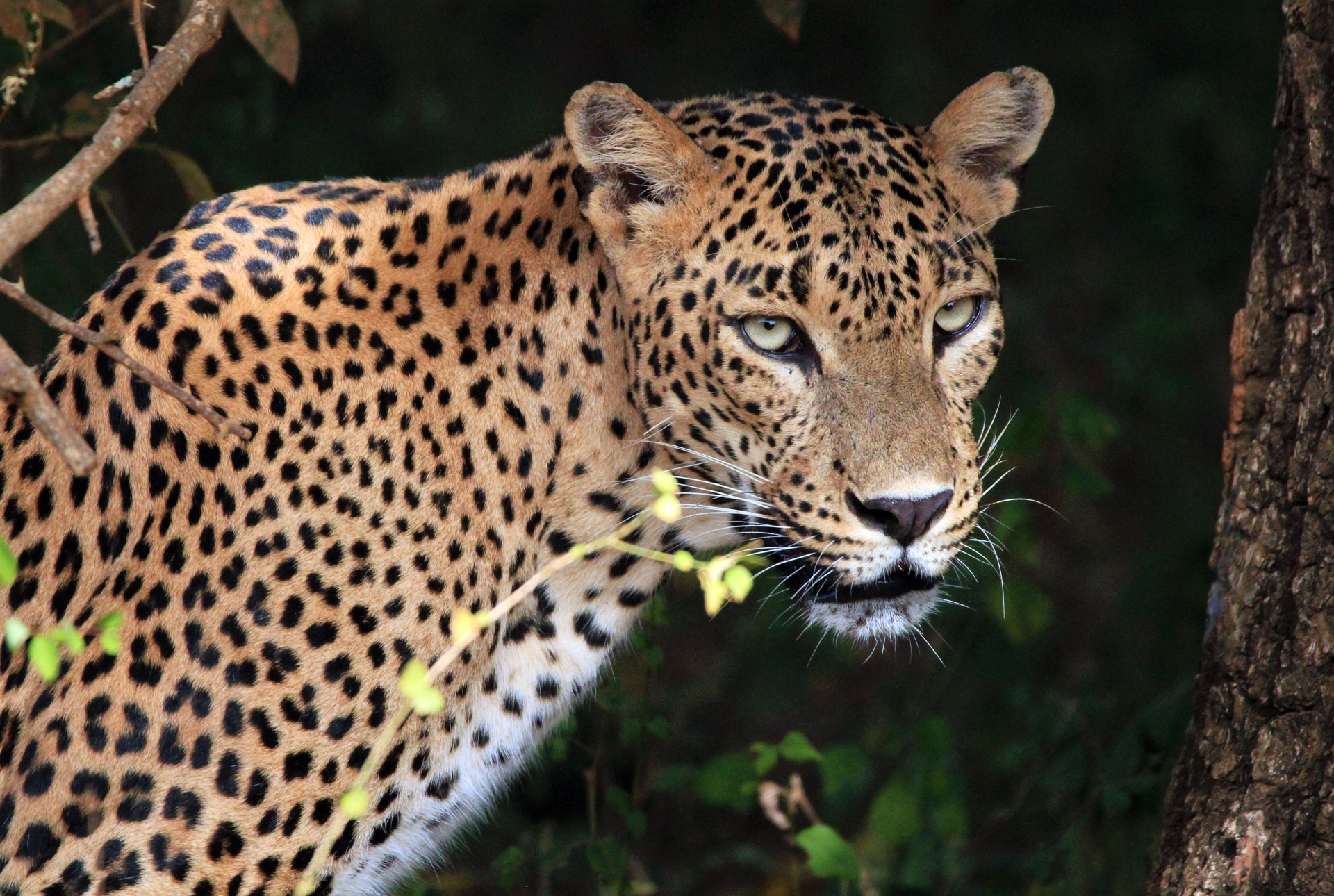Leopard in Yala National Park - Much in little: A family journey to Sri Lanka