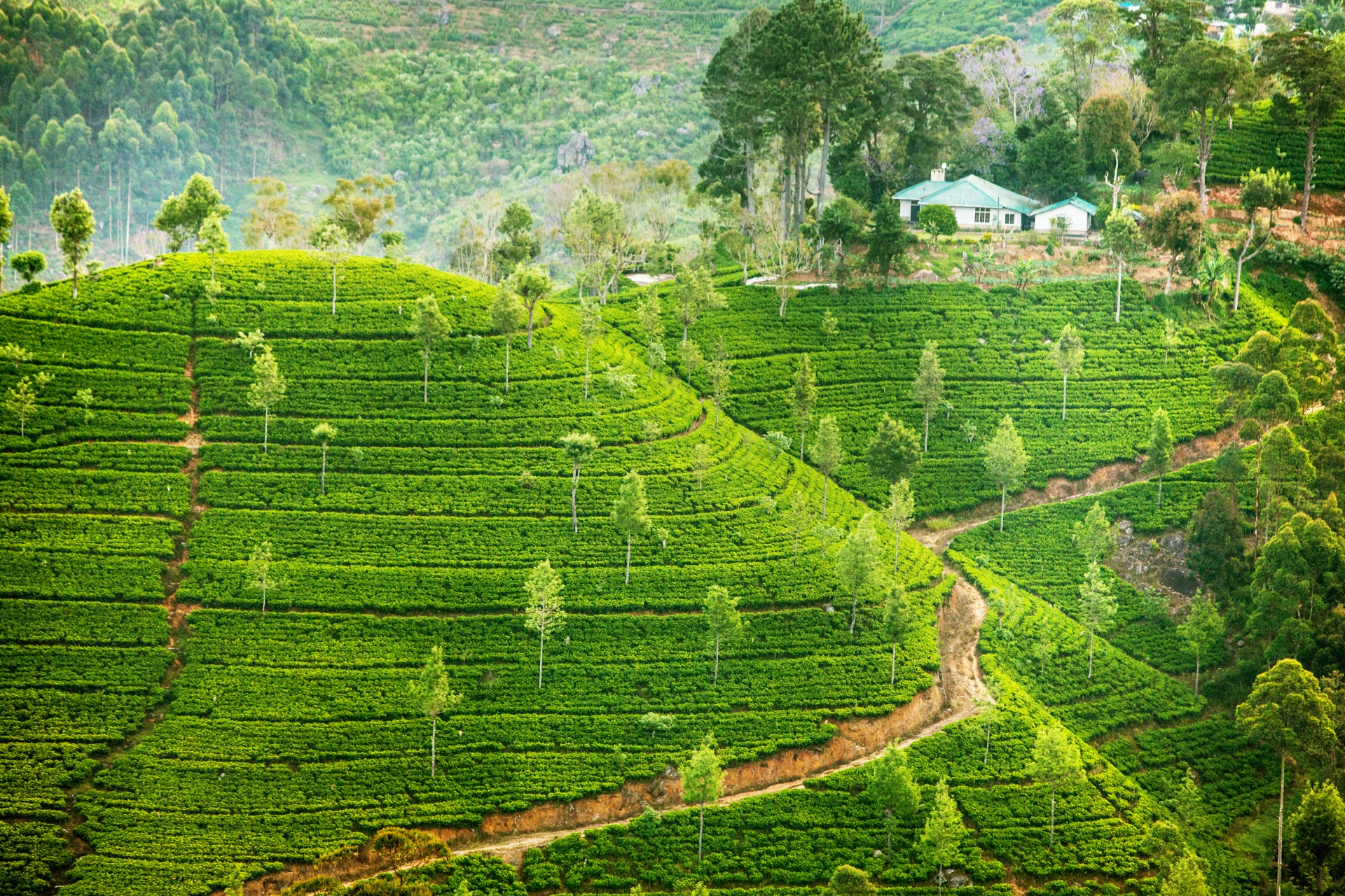 Tea Fields - Sri Lanka in Style