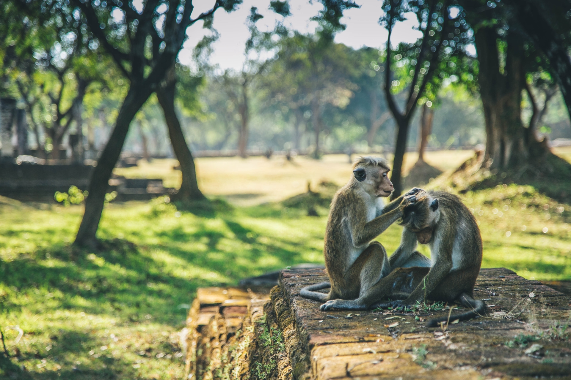 Monkeys - Sri Lanka in Style