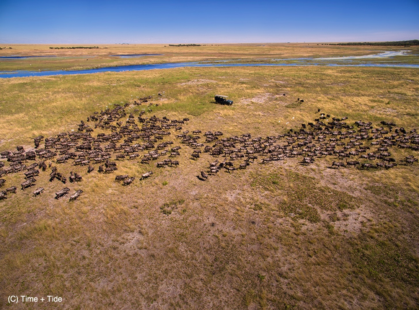 Wildebeest migation  - King Lewanikia