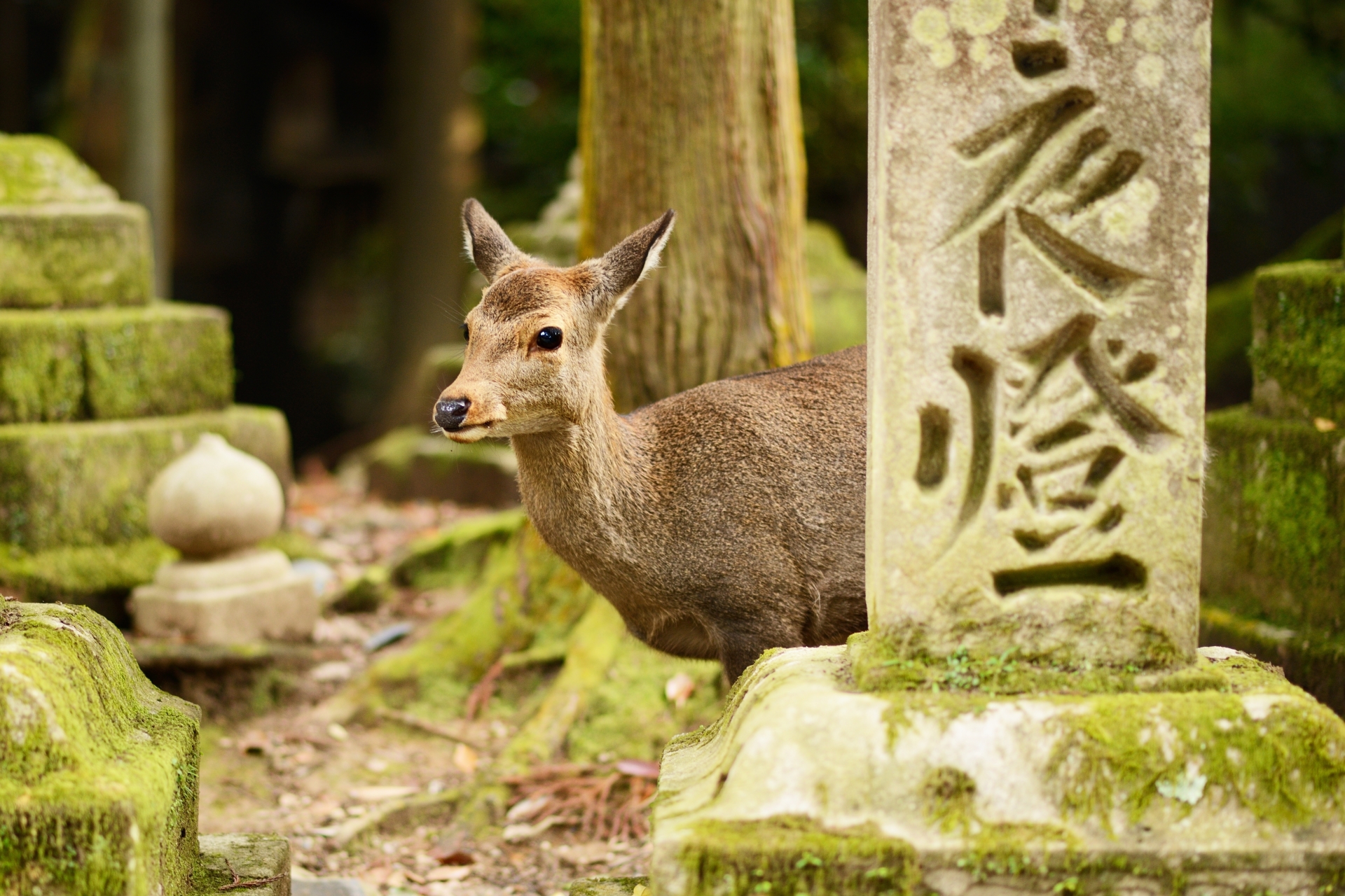 See hundreds of deer in Nara 