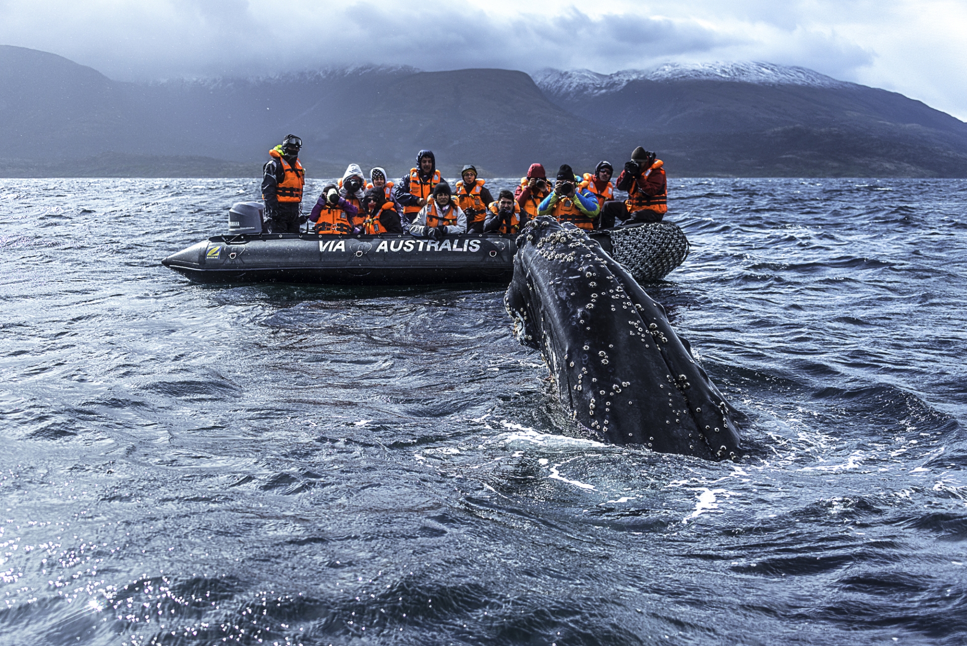 Whale watching - Australis Cruises