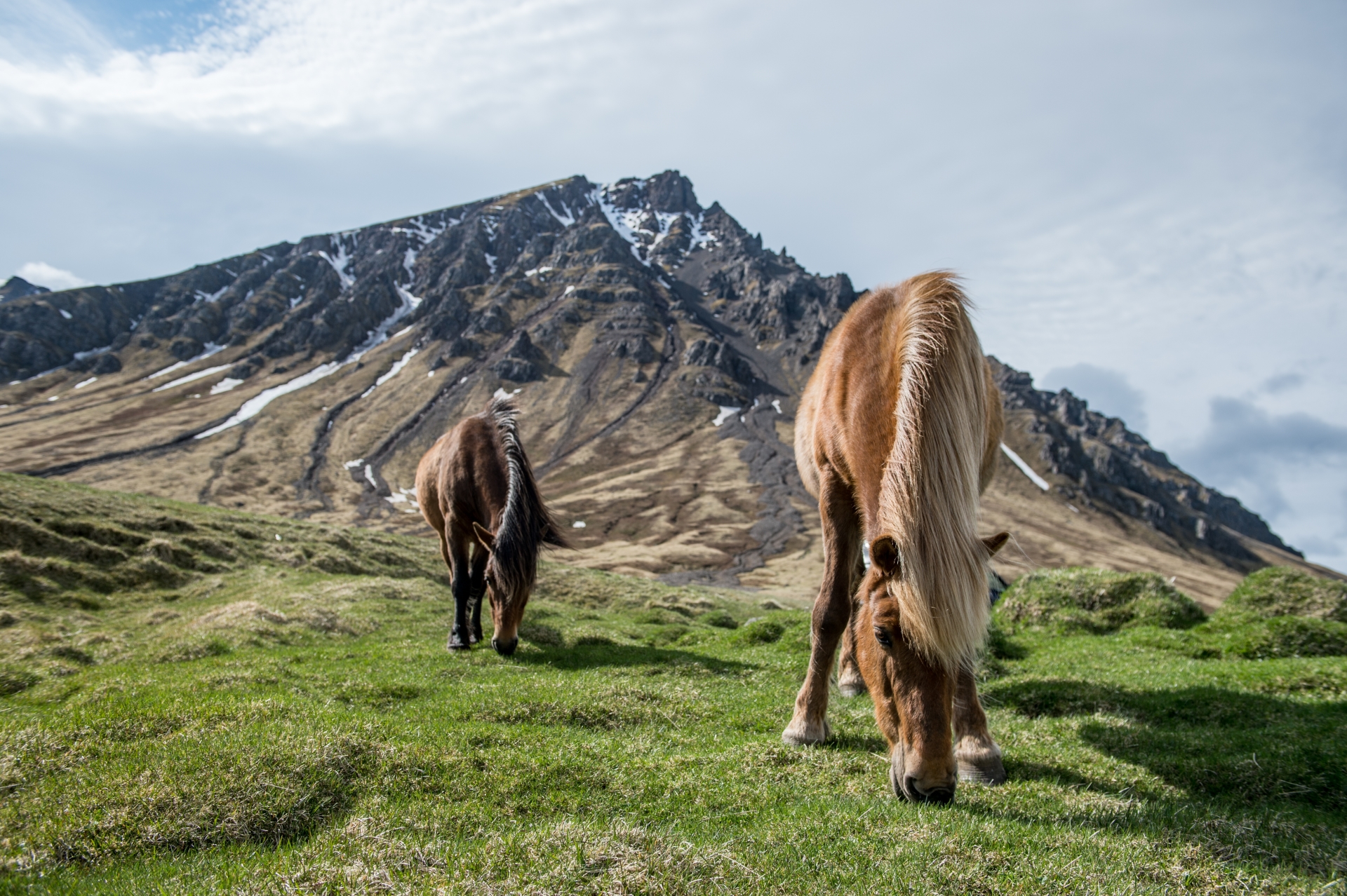 Icelandic horses - Ultimate Iceland
