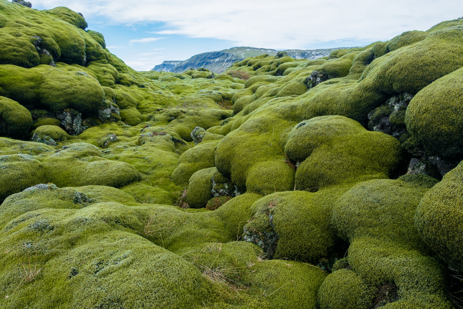 Lava field - Intrepid Iceland: geysers and glaciers