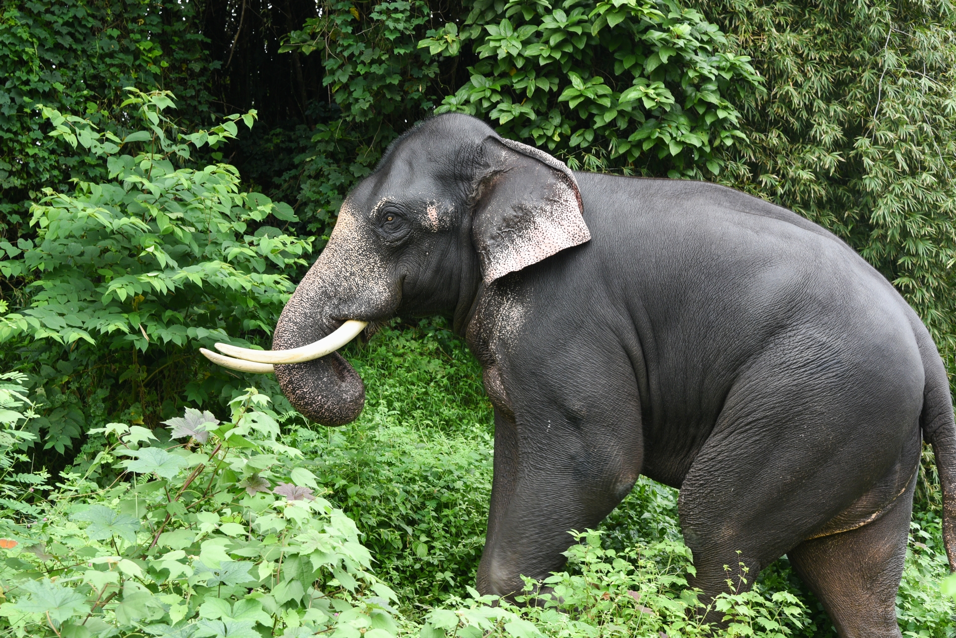 Asian Elephant in Periyar - Kerala and the Maldives