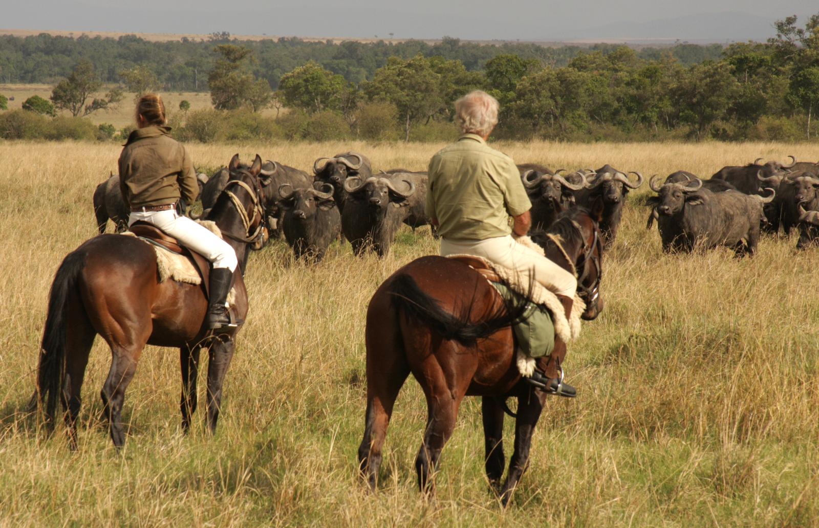 Watching buffalo - Offbeat Riding Safaris