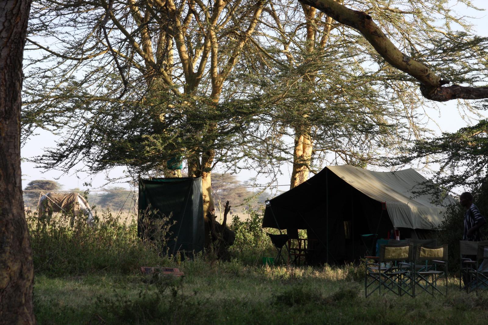 Tented camp on safari - Offbeat Riding Safaris