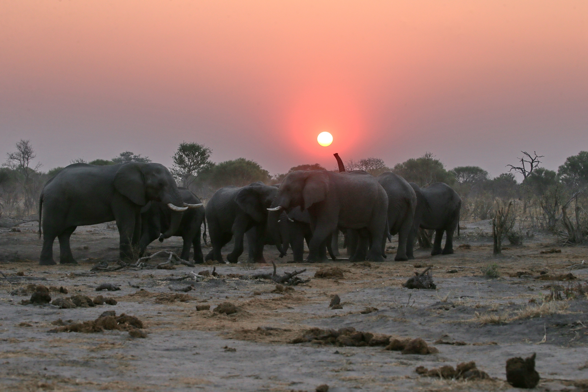 Elephants and sunset - Sky Beds