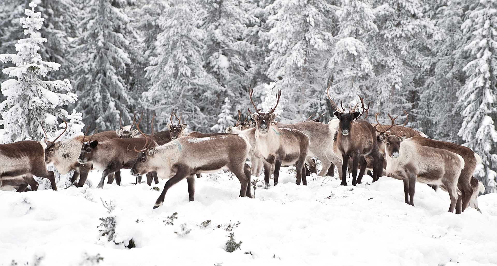 Reindeer - Swedish Lapland for families