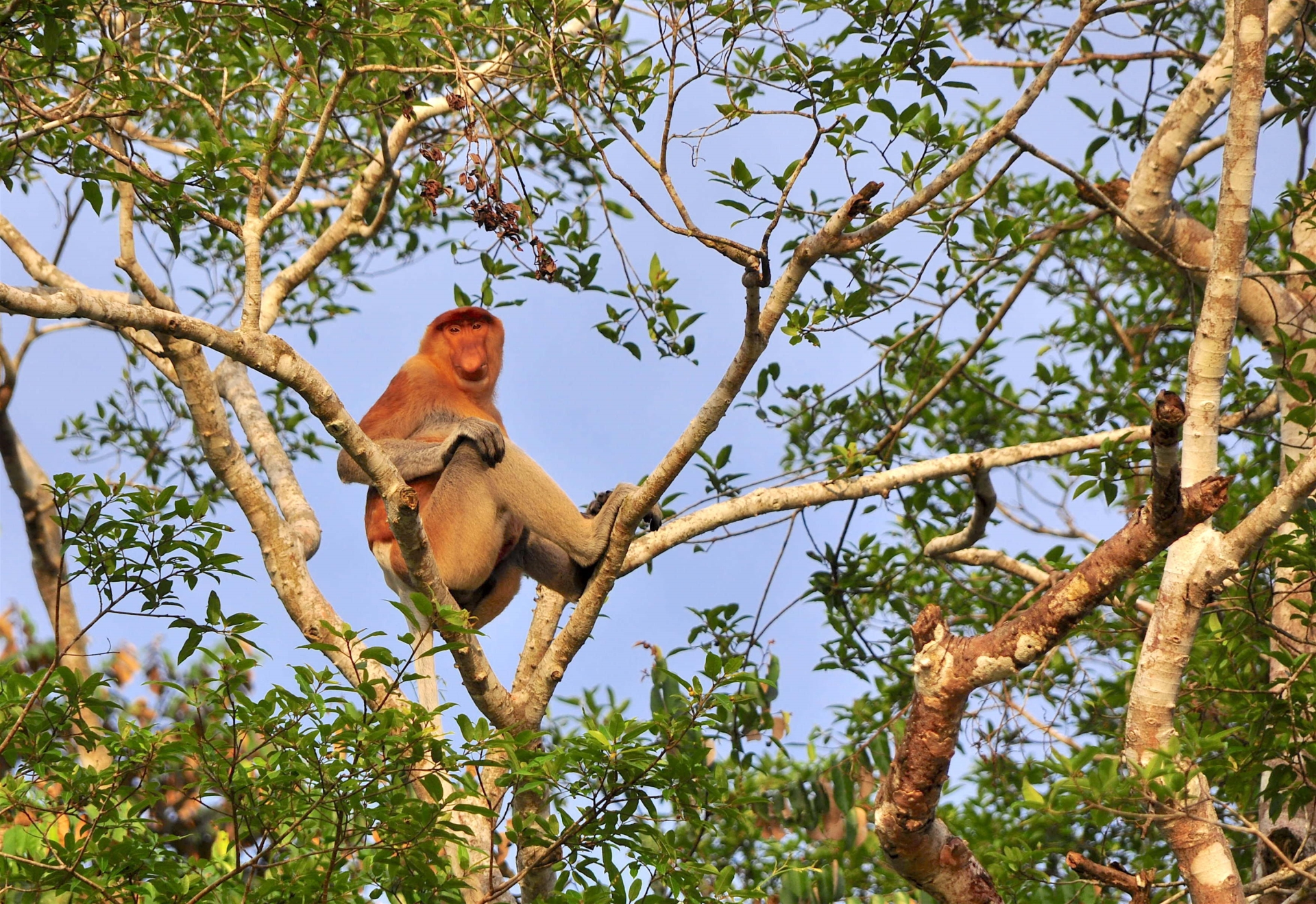 Proboscis Monkey -