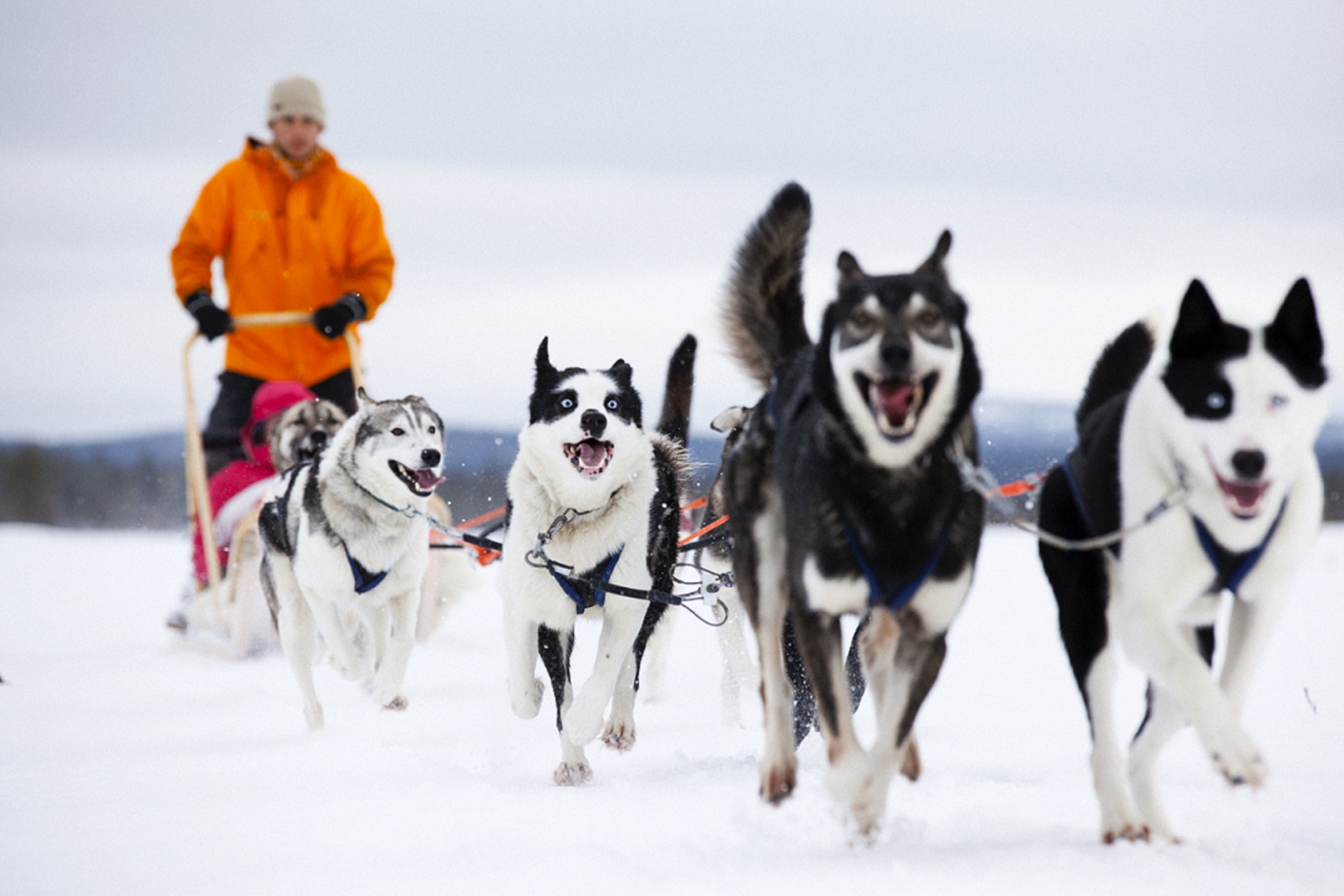 Husky sledding - Simply Finnish Lapland