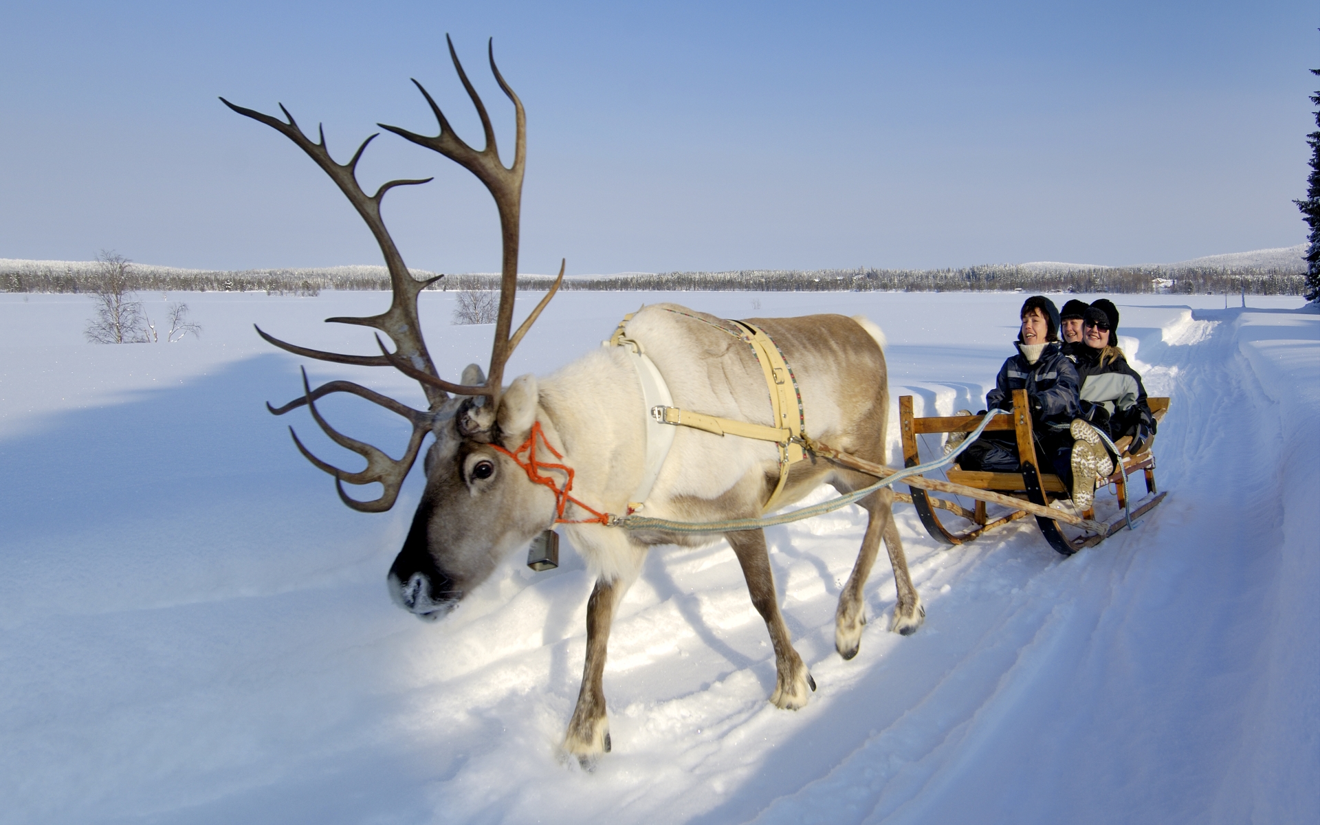 Reindeer Ride - Simply Finnish Lapland