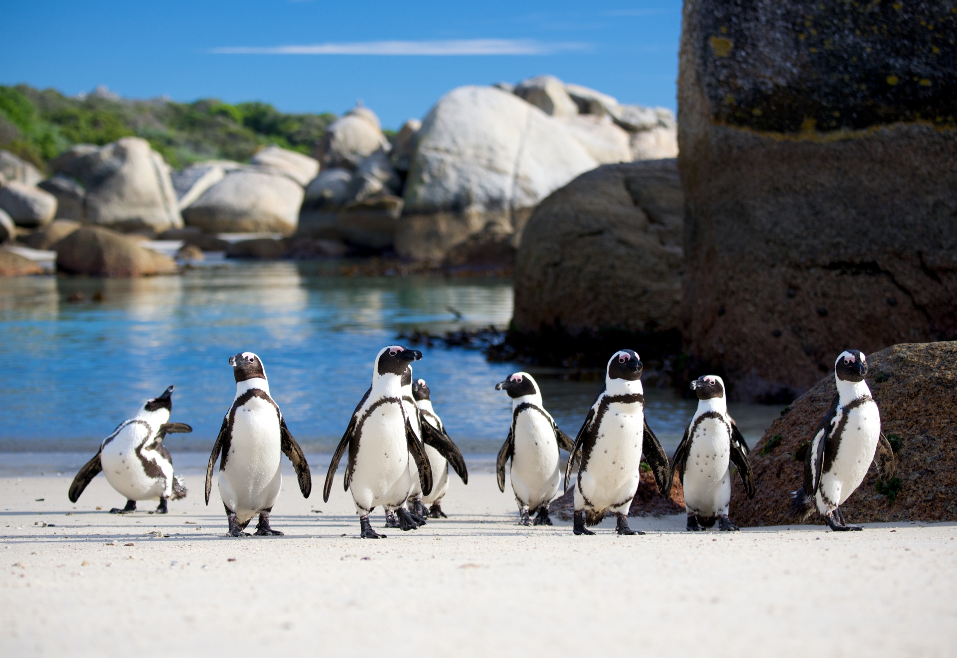 Cape Town penguins 