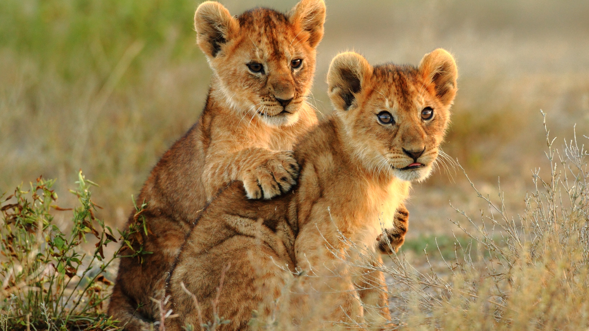 Lion Cubs Kruger National Park 