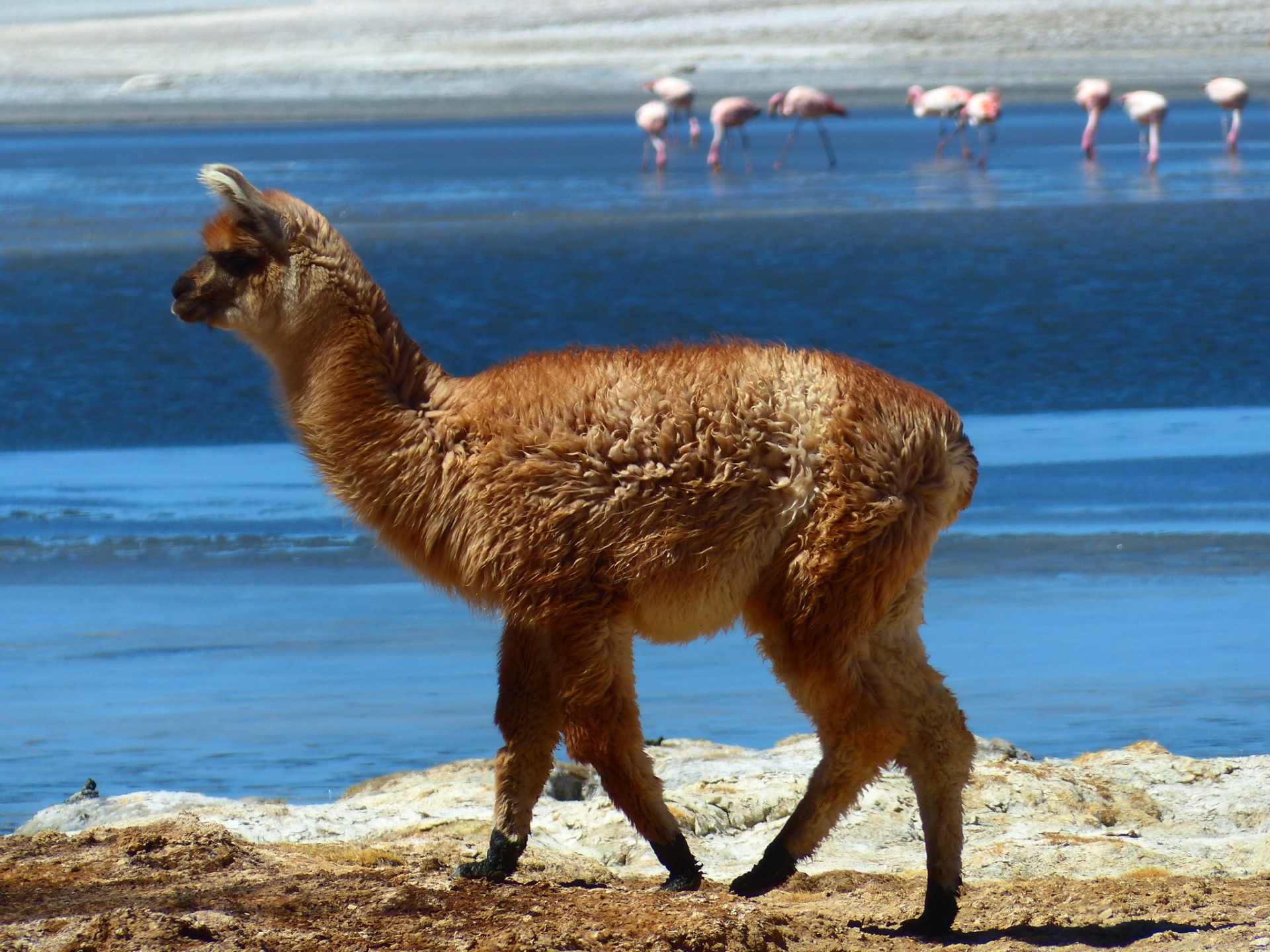 Atacama wildlife - Atacama to Lake Titicaca