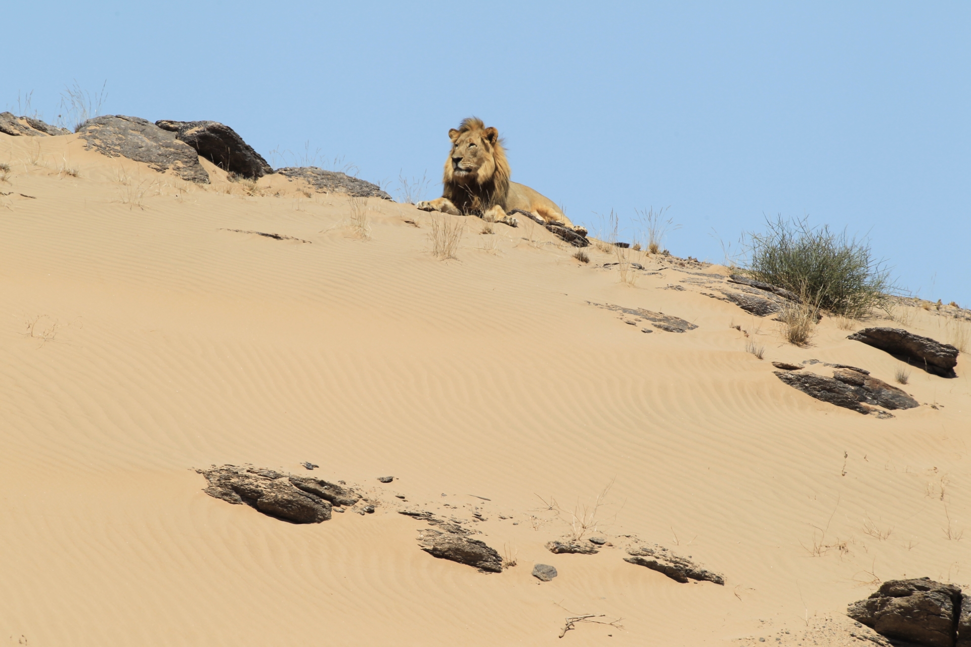 Desert Lion, Skeleton Coast - Northern Namibia & The Skeleton Coast 