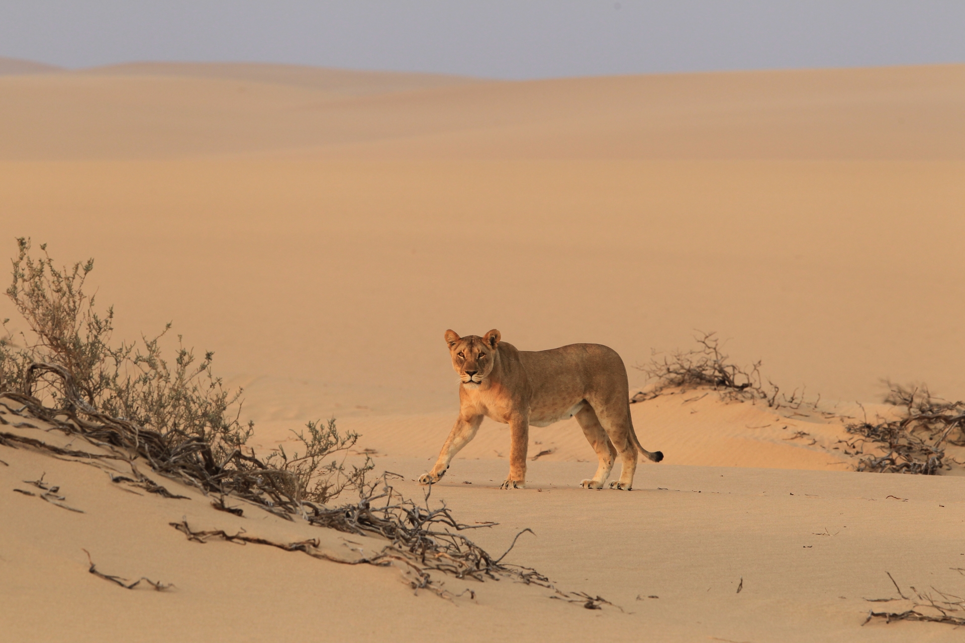 Desert Lion, Skeleton Coast - Northern Namibia & The Skeleton Coast 
