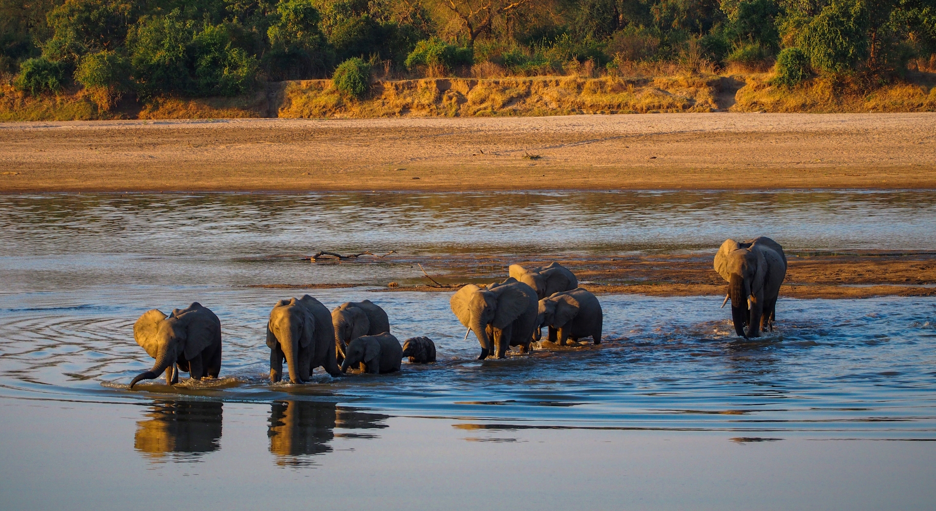 Elephants crossing the Luangwa River - Classic Zambia and Malawi