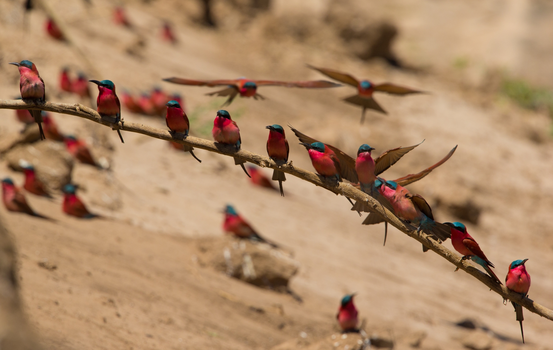 Southern Carmine Bee-eaters 