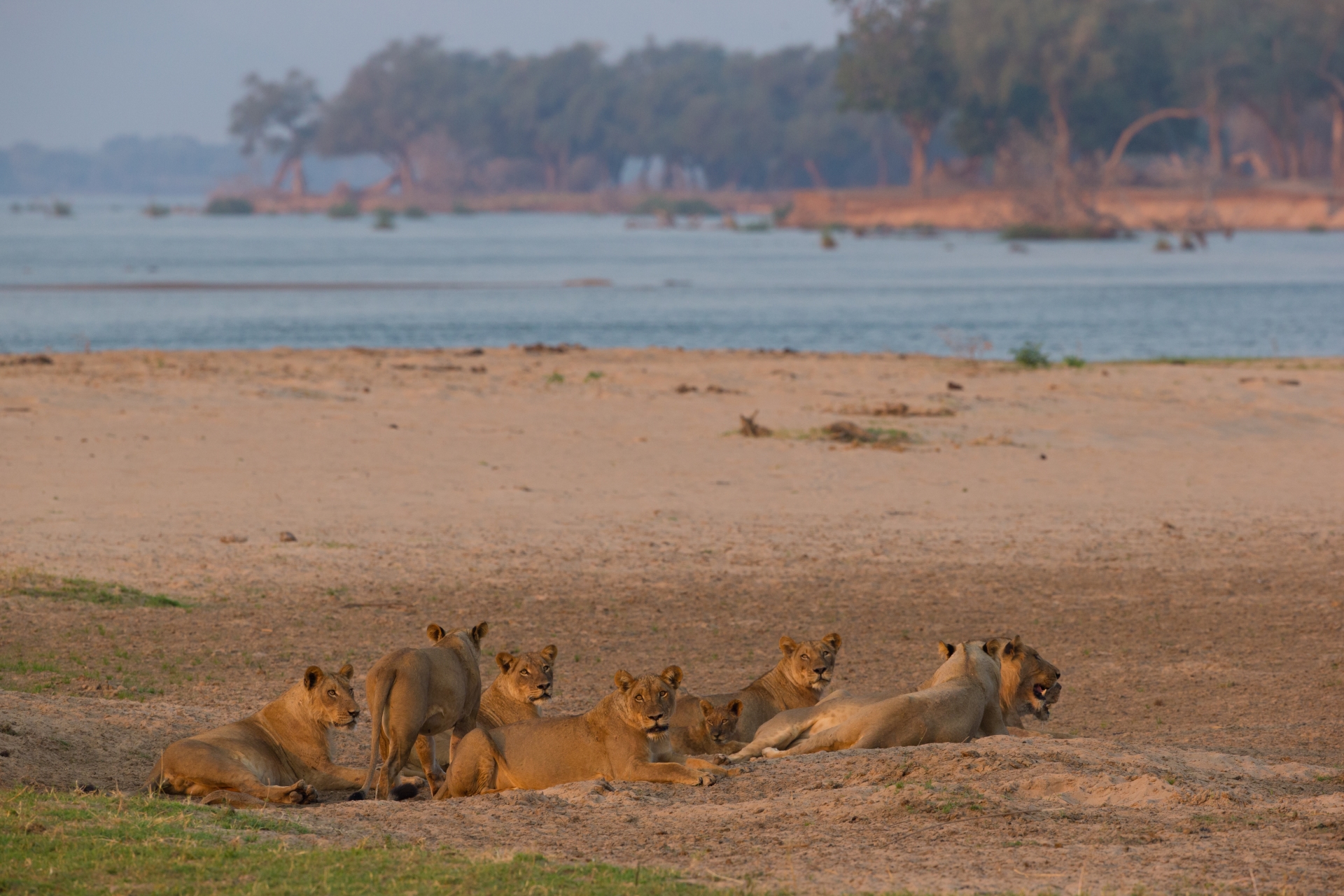 Lions on bank of Zambezi 