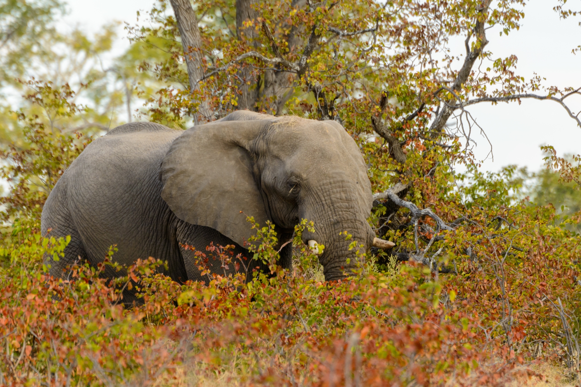 Elephant - Wild Botswana Riding Safari