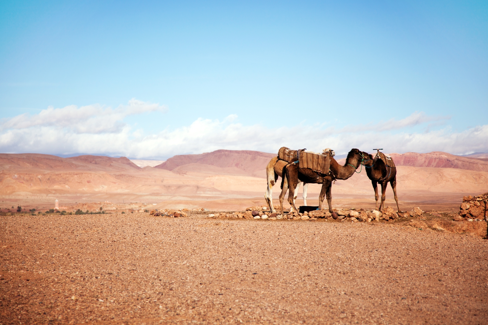 Camel - Morocco for families