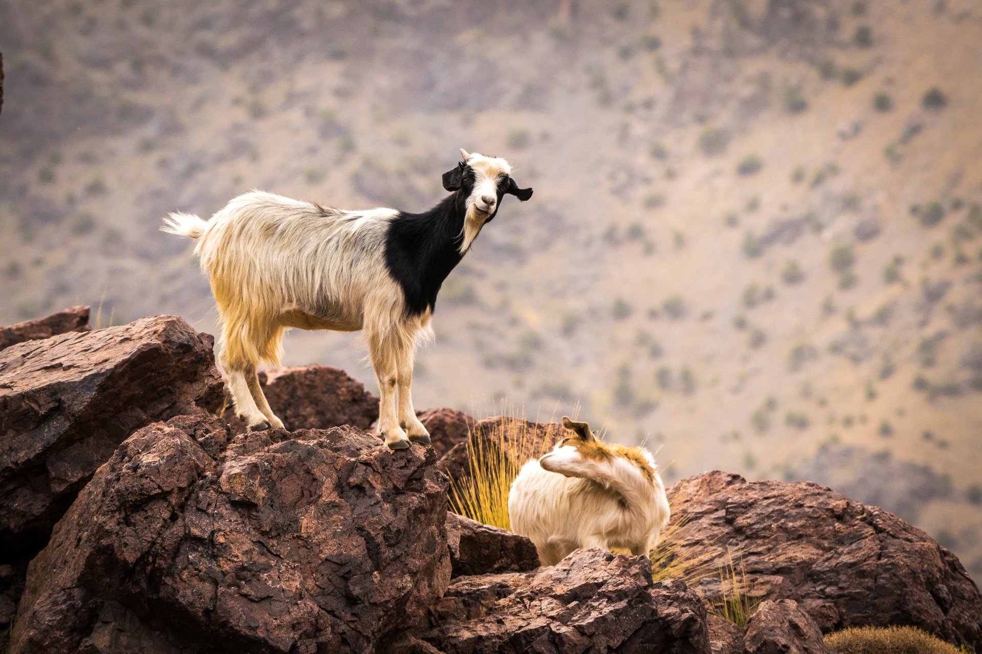 Goat - Morocco for families