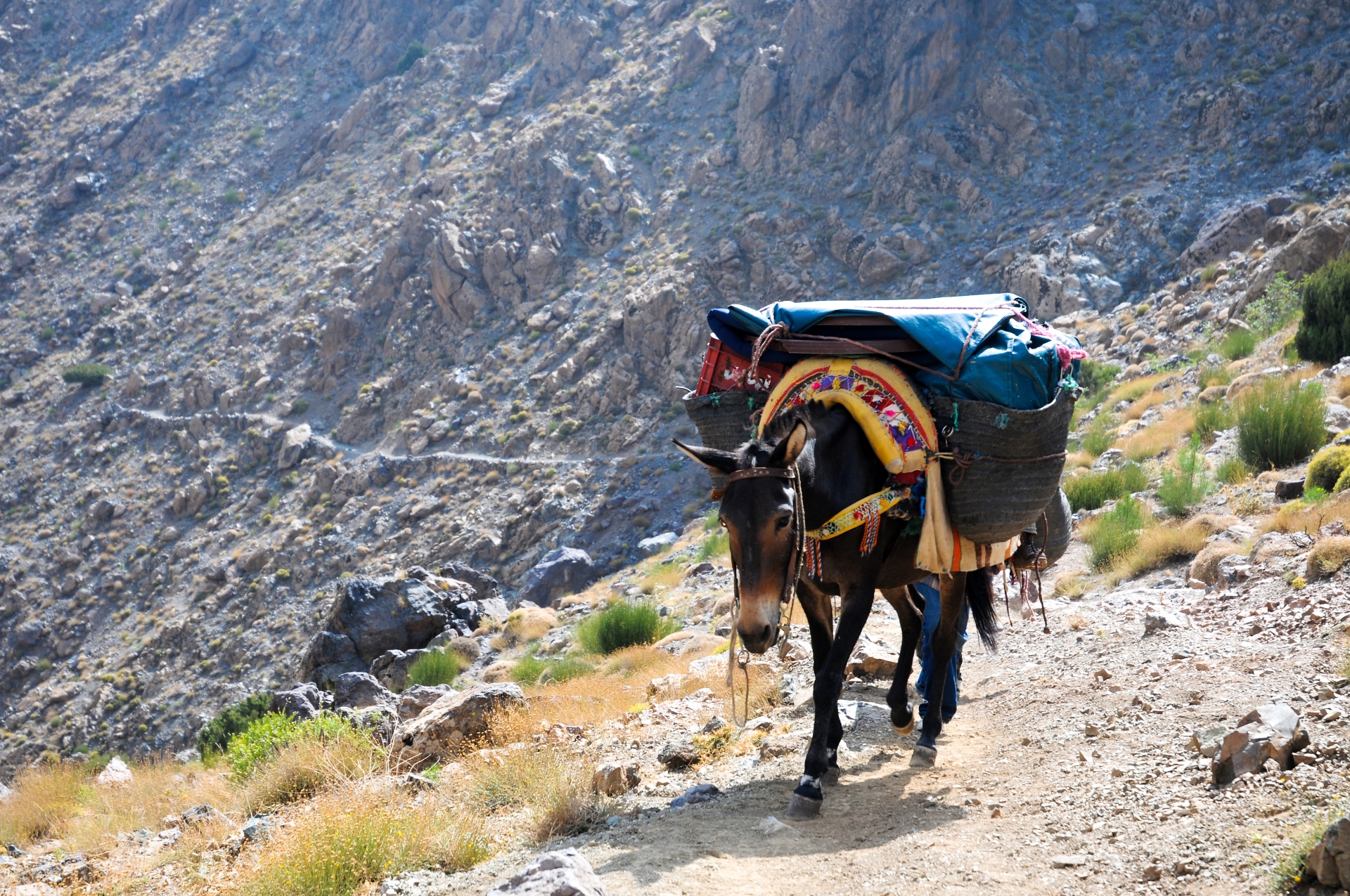 Mule in Atlas Mountains - Morocco for families