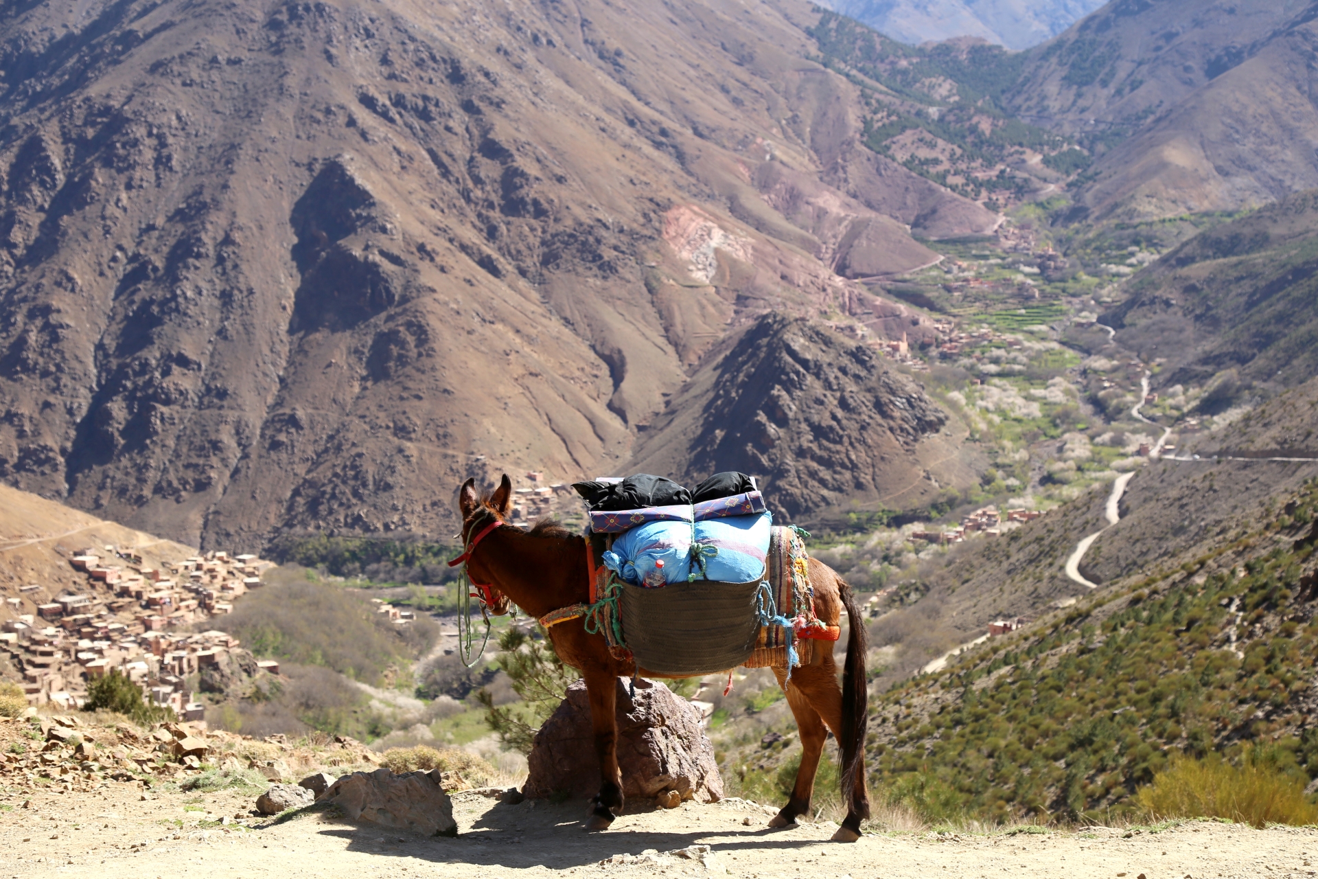 Mule in Atlas Mountains - Authentic Morocco