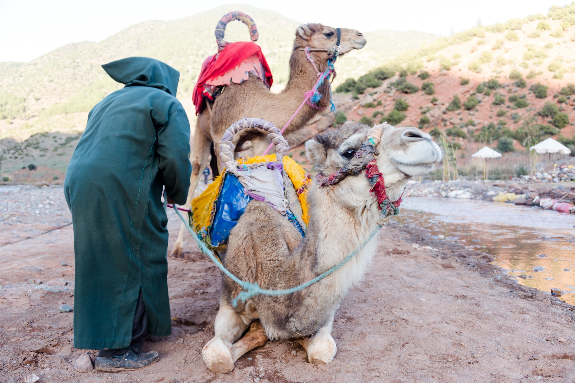 Camels - Authentic Morocco