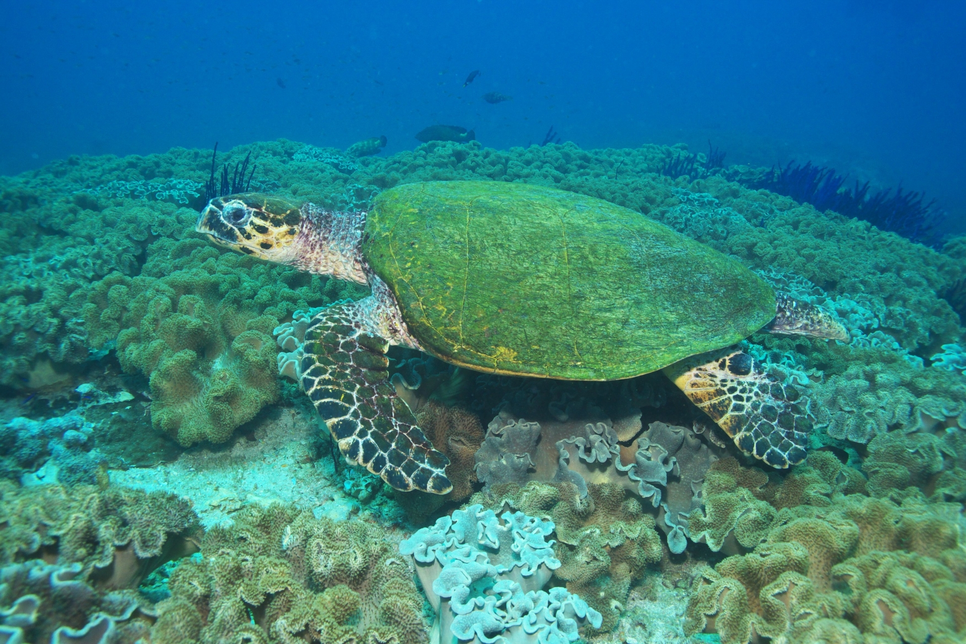 Turtle - A Honeymoon to Oman and the Maldives